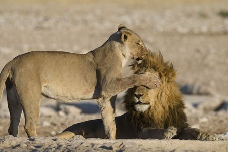 Two lions (Panthera leo). Female covering the eyes of the male with her paw. Etosha National Park, Namibia, Africa. by Hal Brindleyの写真素材