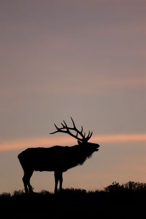 Silhouette of a bugling male Elk or Wapiti (Corus elaphus) at sunset in Yellowstone National Park, Wyoming, USA. by Hal Brindleyの写真素材