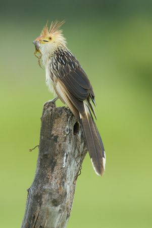Guira Cuckoo (Guira guira) with a frog in its beak sitting on a fence post in the Pantanal region of Brazil. by Hal Brindleyの写真素材