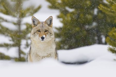 Coyote (Canis latrans) in a snow storm in Yellowstone National Park, Wyoming, USA. by Hal Brindleyの写真素材