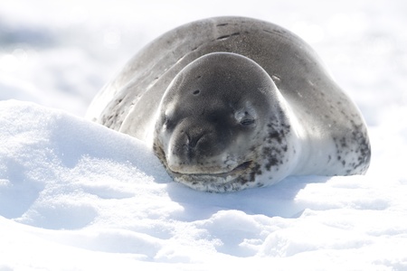 Smiling Leopard Seal (Hydrurga leptonyx) resting on a bergy bit (iceberg). Cierva Cove, Antarctic Peninsula, Antarctica.の写真素材