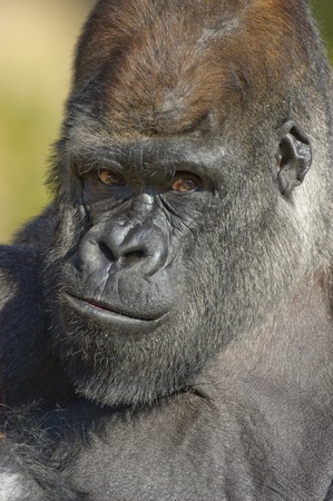 Western Lowland Gorilla portrait (Gorilla gorilla gorilla) captive. National Zoo. Washington DC, USA.の写真素材
