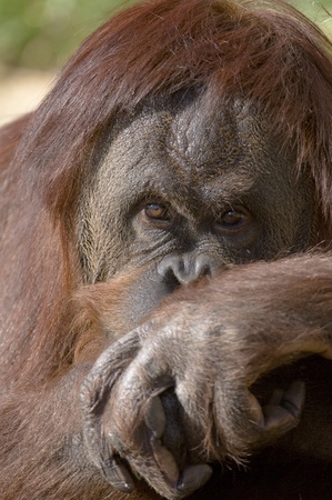 female hybrid Sumatran-Bornean Orangutan (Pongo abelii - Pongo pygmaeus) captive, National Zoo, Washington DC, USAの写真素材