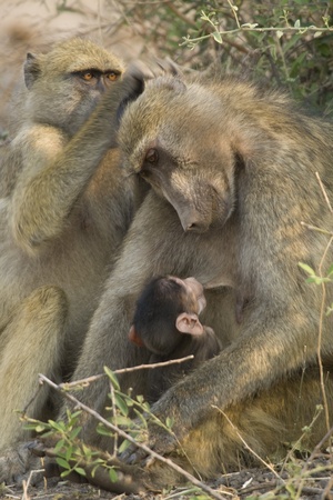 Chacma Baboon (Papio ursinus) mother nursing baby. Chobe National Park, Botswana.の写真素材