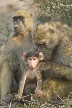 Chacma Baboon (Papio ursinus) mother grooming baby. Chobe National Park, Botswana.の写真素材