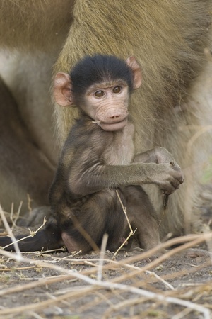 Baby Chacma Baboon (Papio ursinus) chewing on a stick. Chobe National Park, Botswana.の写真素材