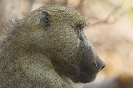 Chacma Baboon (Papio ursinus) profile of head. Wound on face. Chobe National Park, Botswana.の写真素材
