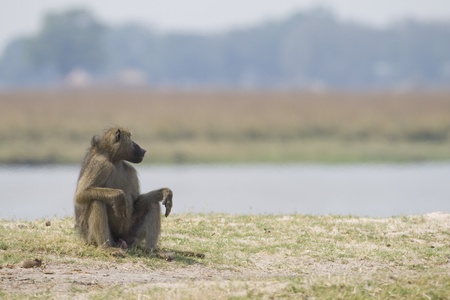 Male Chacma Baboon (Papio ursinus), sitting on a river bank, resting arms on knees. Chobe National Park, Botswana.の写真素材