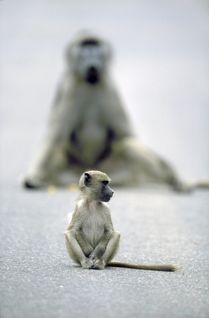 Young Chacma Baboon sitting in road (Papio cynocephalus ursinus), with large male in background. Kruger National Park, South Africa
の写真素材