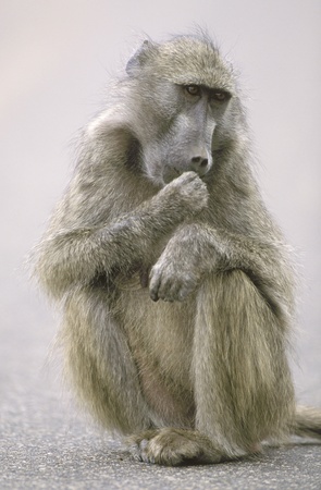 Female Chacma Baboon sitting in road (Papio cynocephalus ursinus). Kruger National Park, South Africa
の写真素材