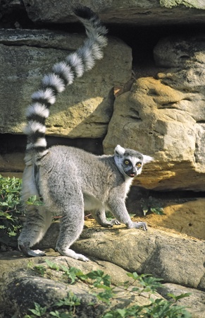 Ring-tailed Lemur (Lemur catta) raising tail, tongue out, captive.National Zoo, Washington, D.C.,...
