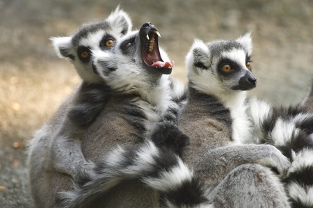 Yawning Ring-tailed Lemur (Lemur catta) with group. Captive. Cincinnati Zoo, Cincinatti, Ohio, USAの写真素材