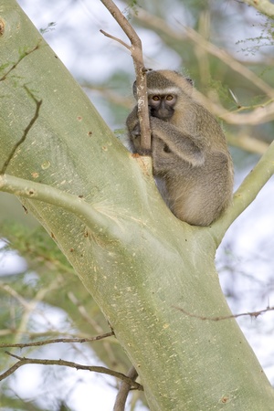 Vervet Monkey (Chlorocebus pygerythrus) in a tree. Kwa Zulu Natal, South Africa.の写真素材