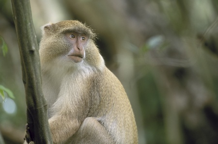 Endangered Samango Monkey with rare light-colored pigmentation (Cercopithecus mitis labiatus). Greater St. Lucia Wetland Park, South Africaの写真素材