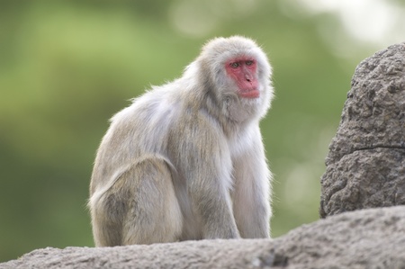 Japanese Macaque (Macaca fuscata) captive, Cincinnati Zoo, Cincinatti, Ohio, USA.の写真素材
