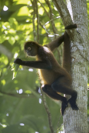 Geoffroys Spider Monkey (Ateles geoffroyi) eating leaves. Corcovado State Park, Costa Ricaの写真素材