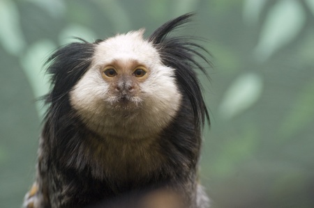 Geoffroys Tufted-eared Marmoset (Callithrix geoffroyi) captive, National Zoo, Washington DC, USAの写真素材