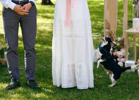 happy dog jumps on a woman white dress, a couple stands under a wedding arch, a funny doggie jumps on a girl.の写真素材