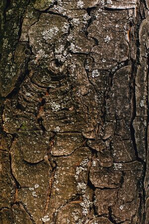 Old tree bark with moss and a knot, closeup view of a tree bark, tree backgroundの写真素材