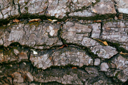 texture of rough tree bark, close-up, horizontal photoの写真素材