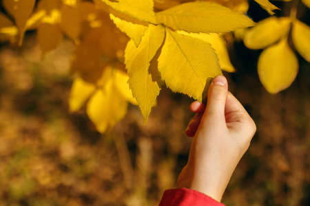girls hand holding a yellow autumn leaf in the park, bright colorful photoの写真素材