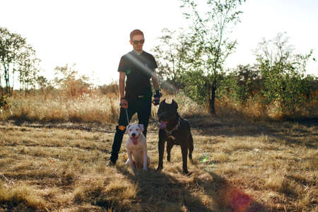 stylish man walks his dogs, staff terrier and pit bull obey the owner
