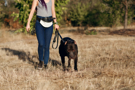 A girl walks a black pit bull on a leash. A dangerous fighting dog breed obediently walks with its owneの写真素材
