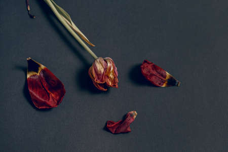 A withered red tulip and petals on a dark paper background. Slow death concept of cut flowers. Not a fresh flower and fallen petalsの写真素材