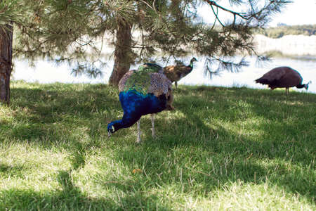 A beautiful noble blue pava walks on a green lawn. The female peacock is eating grass. Beautiful bird in the wild. Unusual blue and green feathers of an exotic birdの写真素材