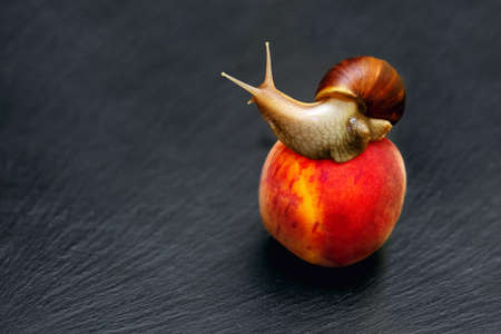 Giant snail Achatina on a red ripe peach on a black background. The snail is eating ripe fruit....