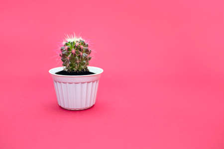 Small home cactus with red needles in a white pot on a pink background. Decorative cactus in a horizontal photo with free space for textの写真素材