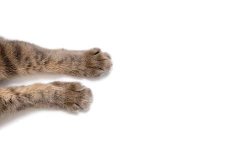 Paws of a gray cat on a white background. Beautiful striped paws of a fluffy cat on a paper background. Cute cat paws with free space for ads or text. White horizontal background with pet pawsの写真素材