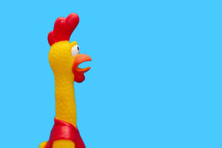 Rubber toy in the form of a rooster on a blue background. The funny toy rooster has a surprised and dumbfounded look with an open beak and frightened eyes. The toy makes sounds. Free space for textの写真素材