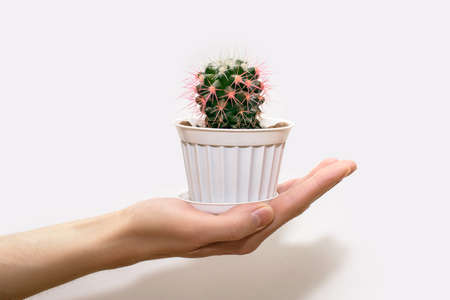 A human hand holds a small decorative cactus in a white pot on a white background. A prickly evergreen plant belonging to the genus of cacti loves warmth. Small cactus with pink needlesの写真素材