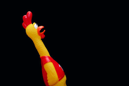 Rubber toy in the form of a rooster on a black background. The funny toy rooster has a surprised and dumbfounded look with its beak open. The toy makes loud noises. Free space for textの写真素材