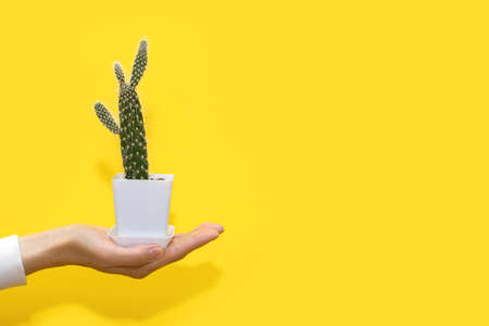 A person's hand holds a small decorative cactus in a white pot on a yellow background. A prickly evergreen plant from the genus of cacti that loves warmth. Long cactus with free space for textの写真素材