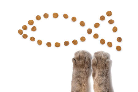 Dry cat food and cat paws on a white background. Dry food is laid out in the form of a fish on a white isolated background and gray fluffy paws of a cat reach for it. animal food conceptの写真素材
