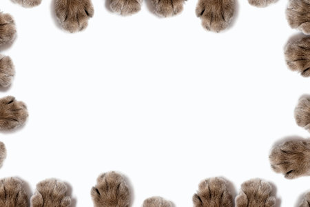 Frame of fluffy cat paws on a white background with free space for text. Cute frame from the paws of a gray fluffy cat. Animal concept and cute background for textの写真素材