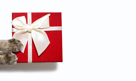 Red gift box with a white ribbon and cat paws on a white background. Two gray paws of a cat lie on a gift box with a white bow. The concept of gifts and holidays with paws of pets. Free space for textの写真素材