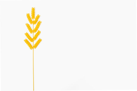 Dry pasta and spaghetti are laid out in the form of a spikelet on a white isolated background. Pasta from durum wheat. beautiful culinary art. Free space for text or advertisementの写真素材