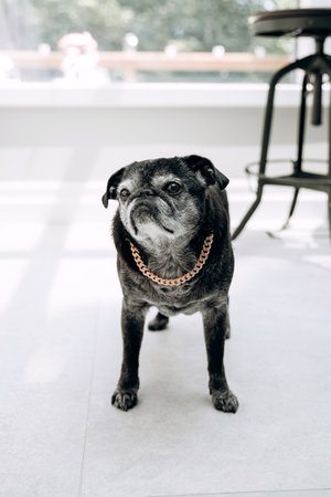 A cute pug dog of black color and with a collar in the form of a chain. The black pug looks attentively. A beautiful pug dog with a gold collar in the form of a chain. Funny dog on a vertical imageの写真素材