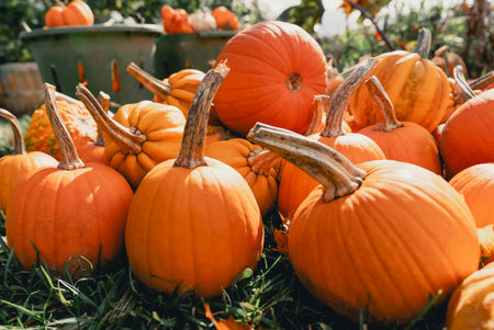 On a green lawn lies a bunch of bright orange pumpkins. Sale of pumpkins at the farmer's market. Fresh vegetables in the form of a pumpkin for cooking or Halloweenの写真素材