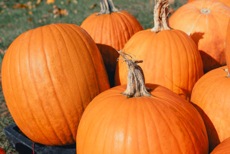 Background of bright orange pumpkins at the autumn farmer's market. Sale of vegetables in the form of a pumpkin for Halloween. Pumpkin for food or holiday decorationの写真素材