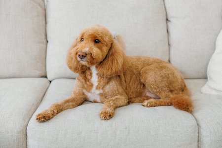 Dog lying alone on the couch at home. Red-haired domestic dog of the poodle breed lies in the living...