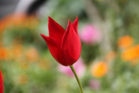 poppy flowerの写真素材
