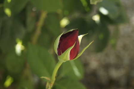Roseの写真素材