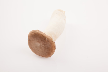 Mushroom on white backgroundの写真素材