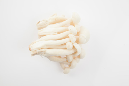 Mushroom on white backgroundの写真素材