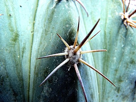 Cactus closeup
