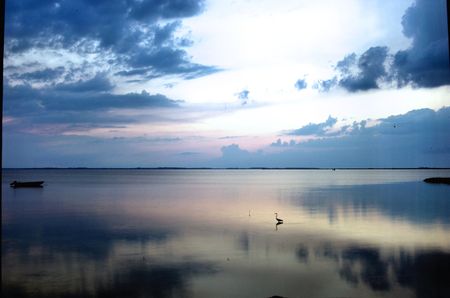 Heron Sunsetの写真素材